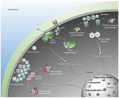 Does Ras Activate Raf and PI3K Allosterically?